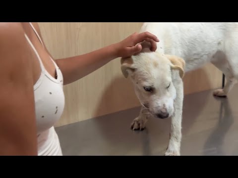 Una Serpiente venenosa Mordió a mis perros ~ Saida ZC ~ 💚