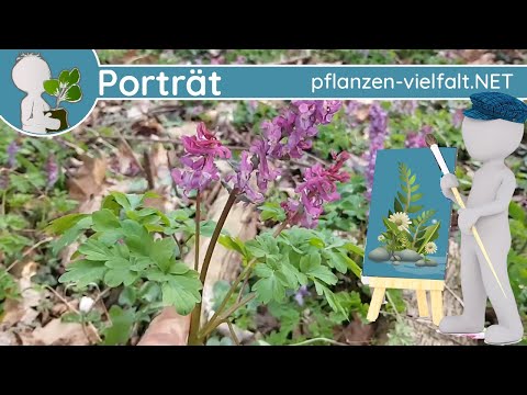 🖼️ Porträt 016 - Hohler Lerchensporn (Corydalis cava) - Wildpflanzen-Steckbrief (Frühblüher/Giftig)