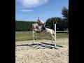 Hongre - PFS - 9 ans - CCE /CSO/ Polyvalent - France
