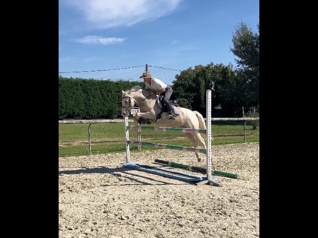 Hongre - PFS - 9 ans - CCE /CSO/ Polyvalent - France