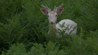 Bradgate Park, Leicestershire - Deer, Nature & Beautiful Views
