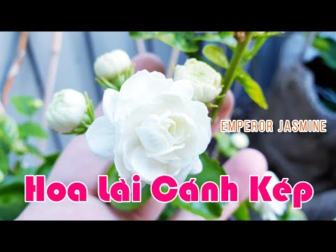 Cách Trồng Cây Hoa Lài Ta Cánh Kép Emperor Jasmine