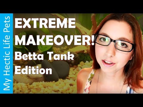 Betta Fish Tank Update