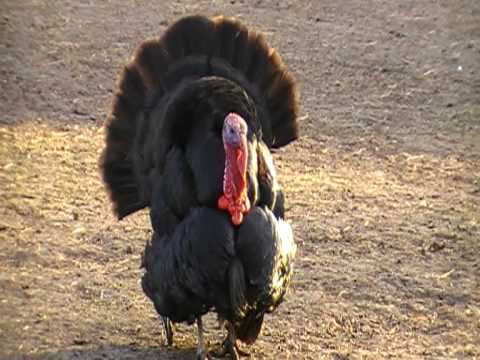 wild turkey display
