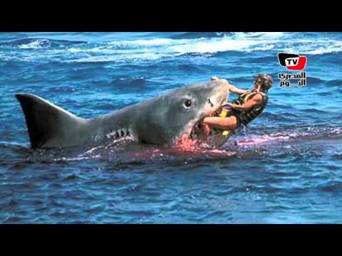  خبيرة بيولوجية: «القرش» منتشر بالبحر الأحمر.. وصيده «ممنوع» 