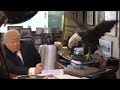 Eagle Named Uncle Sam Attacked Donald Trump