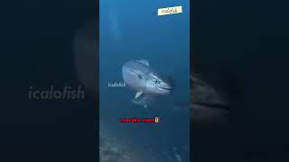 Download lagu Mengenal Dogtooth Tuna, Tuna Paling Ganas di Laut mp3