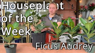 Ficus Audrey - Houseplant of the Week