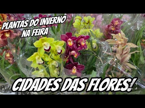 O Melhor dia pra Comprar Plantas em Holambra! 