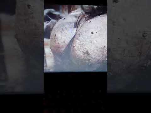 Big bear chase me 😆