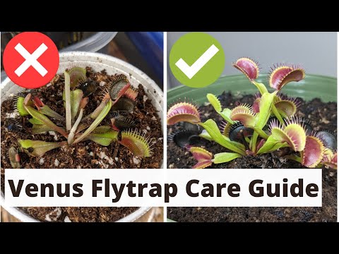 The Complete Venus Fly Trap Care Guide 🌱