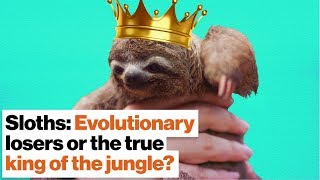Sloths: Evolutionary losers or the true king of the jungle? | Lucy Cooke