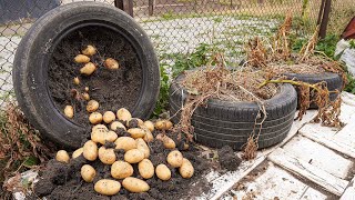 Easy Way to Grow Potatoes in Old Tires, Lots of Big and Healthy Tubers