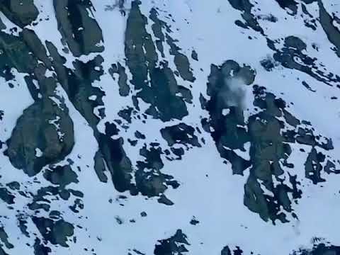Absolutely savage Snow Leopard jumps off cliff into free fall to catch it's Prey...