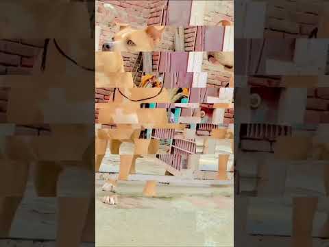 Roxy 🔥 #viral #youtube #pitbullnews #dog #roxythepitbull #ritikdogkennel #pitbull #view #desi #dogs