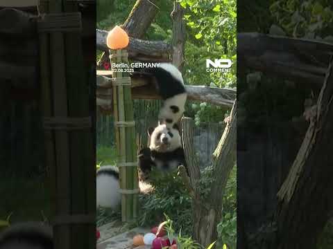 Berlin Zoo panda twins Leni and Lotti celebrate first birthday #nocomment #youtubeshorts #panda
