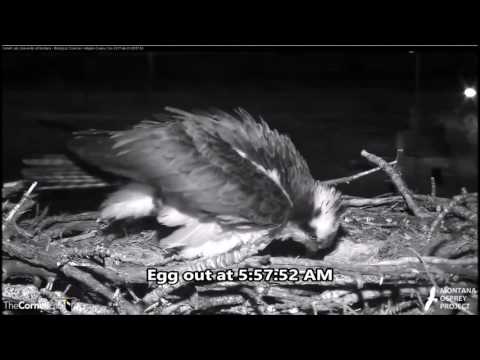 Hellgate Canyon Ospreys ~ Second Egg For Iris, Short Version, April 29, 2017 at 5:57:52 AM
