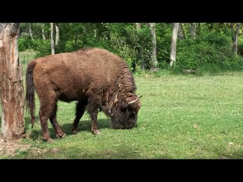 All About American Bison (aka Buffalo) for Kids - Animal Videos for Children - Animal  Kingdom