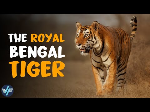 ROYAL BENGAL TIGER - The Most Majestic Feline
