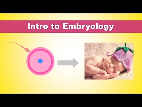 Intro to Embryology (Development of Human) | How we were born?