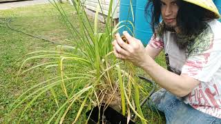 How To Tiger Lilly Transplant