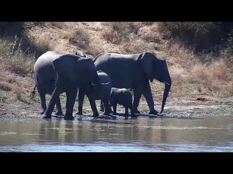 Djuma: Elephants with tiny one - 10:26 - 05/14/21