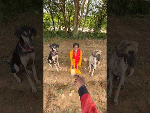 Dog vs Human! 🐶🔔 Who Learns Faster? 🍪🔥#Chippiparai #SmartDogs #DogTraining