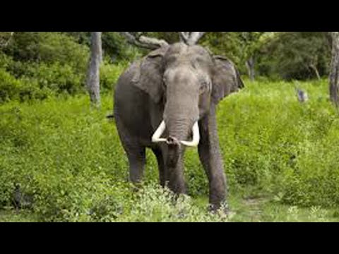 ஓசூர் நகருக்குள் 6 காட்டு யானைகள் சுற்றுகின்றன.