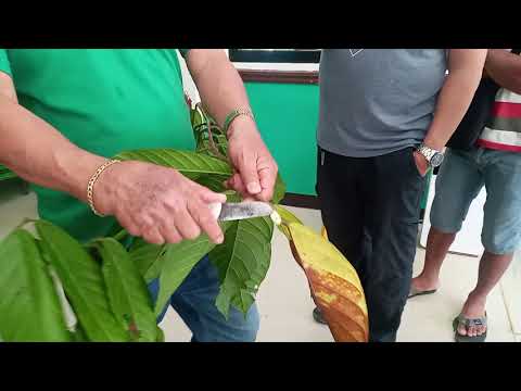 Paano pumili ng best Cacao Scion ׀ Rosit Cacao Farms ׀ Techniques on selecting Best Cacao Scion