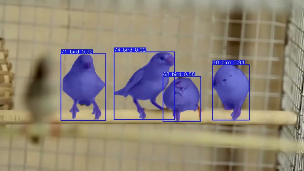 Tracking Birds with YOLOV8 Instance Segmentation Models