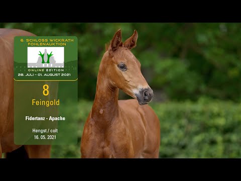 Fohlenauktion 28.7. - 01.8.2021 Katalog-Nr. 8 Feingold HF v. Fidertanz - Apache