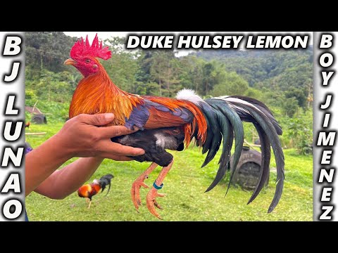 Duke Hulsey Lemon Hatch Grey - Bj Lunao Farm