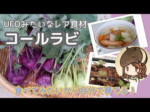 園芸 コールラビ、コルラビ、コールラビ