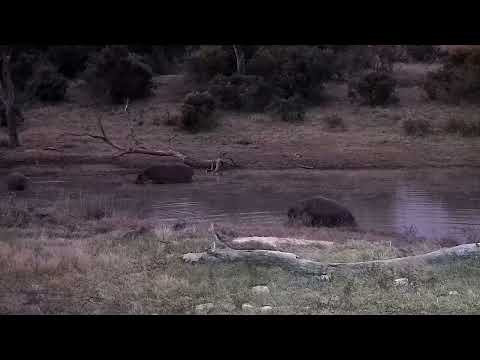 Djuma: Three Hippos getting active before heading out to graze - 17:40 - 07/19/2022