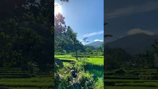 Download lagu wilujeng siang baraya #shorts #fyp #sisikampung #sunda #indahnyapemandangan #wonderfulindonesia mp3