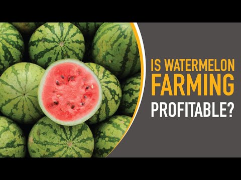 Is Potato Farming Profitable