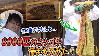 8000匹のニホンミツバチ捕まえてみた！！