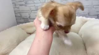 チワワ（ロング）の動画01