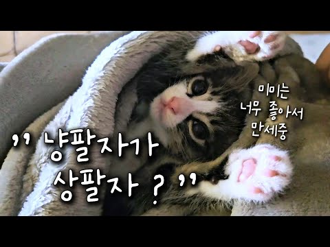 제주냥이 미미 냥팔자가 상팔자? 너무 좋아서 만세 부르는 미미의 성장기