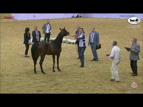 N 280 SULTAN AL KHOR   Qatar National Arabian Horse Championship 2021   Colts 2 Years Old Class 7