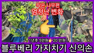 블루베리 가치치기 신의손 엄청난 변화~작은나무 편....~블루베리 키우기,묘목,전지,전정,조경수,정원수,관상…