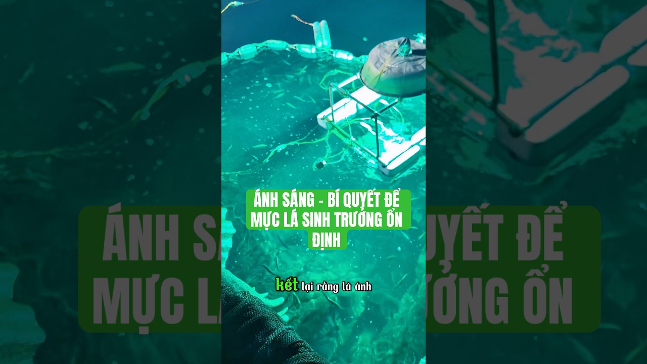 Ánh sáng bí quyết để mực không bay mất- Thăm Mô hình vũng Rô #hảisản #đảomực #fishing #haidaofarm