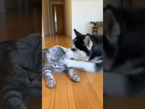 Baby Fold Saves Mom! Husky Panics After Trying to Smack the Scottish Fold 😭🐶🐱
