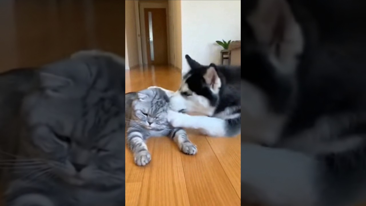 Baby Fold Saves Mom! Husky Panics After Trying to Smack the Scottish Fold 😭🐶🐱