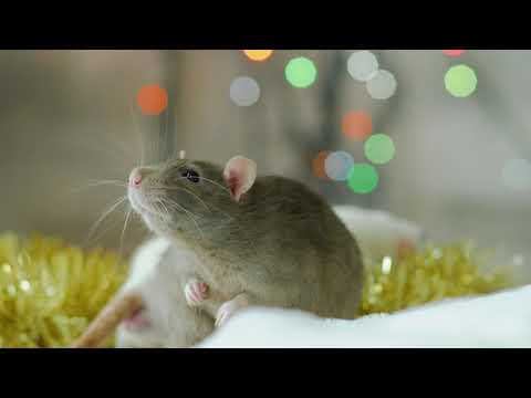 Co ci Buszuje w Piwnicy? — Szczur | 10 Ciekawostek