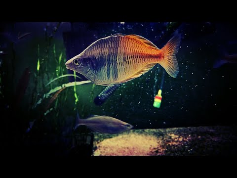 What Rainbowfish Should I Put in My Tank?  My Favorite Rainbows for Every Tank Size!