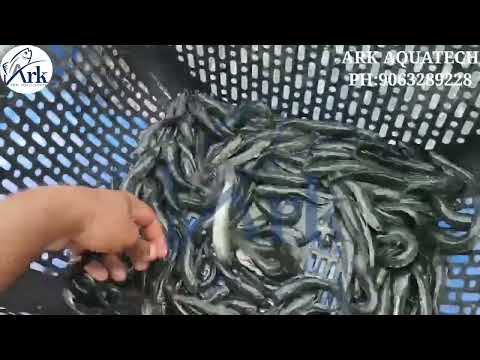 Murrell Fish Seed/ Korameenu Seed