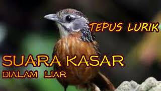 Download lagu MASTERAN MURAI BATU, CUCAK HIJAU, KACER TEPUS LURIK |birds singing| |birds training| mp3