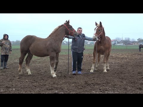 Caii lui Emil de la Girisu de Cris, Bihor - 2022 Nou!!!