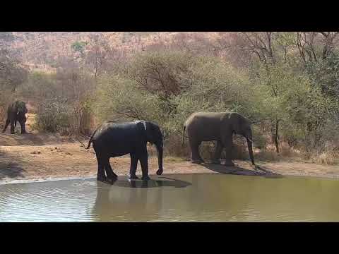 Kwa: Elephants drinking - 13:47 - 08/30/19